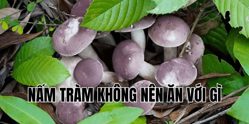 nấm tràm không nên ăn với gì